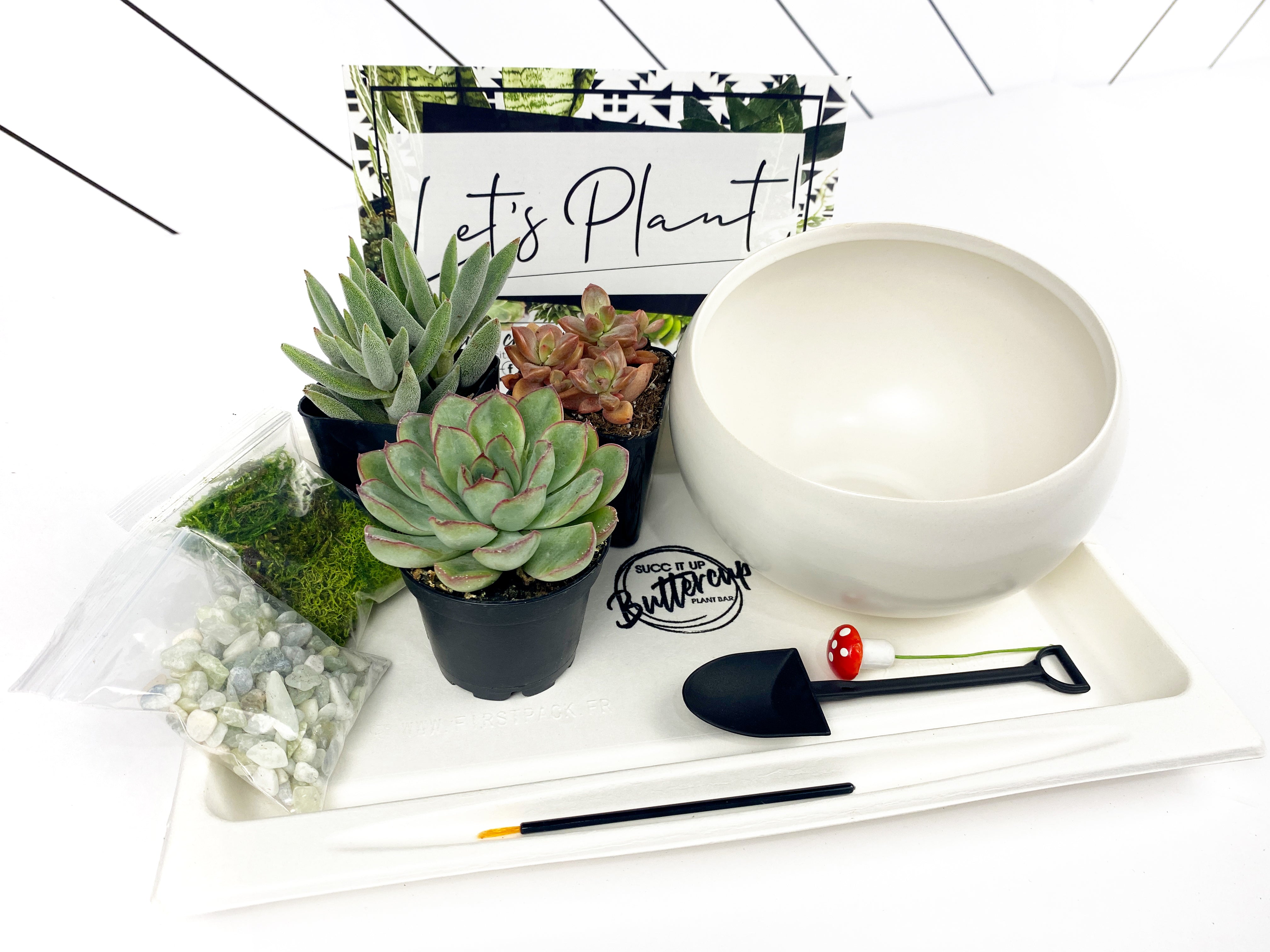 succulent plants tray Crazy Plant Lady' Gift Box- 3 succulents – Succ It Up Buttercup