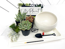 Load image into Gallery viewer, &#39;Crazy Plant Lady&#39; Gift Box- 3 succulents
