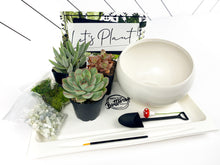 Load image into Gallery viewer, 'Crazy Plant Lady' Gift Box- 3 succulents