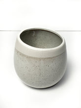 Load image into Gallery viewer, 'Crazy Plant Lady' Gift Box- 1 succulent