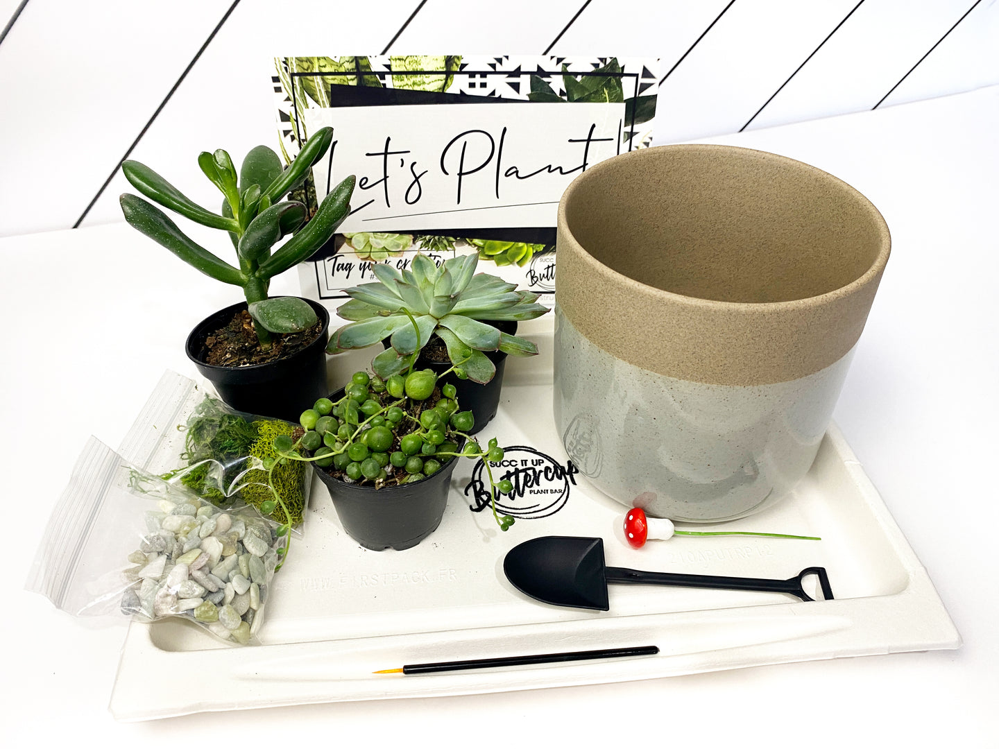'Hey Bud, How's It Growing' Gift Box- 3 succulents