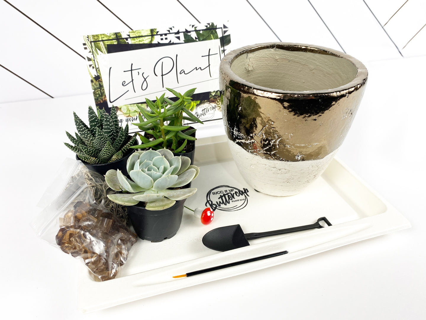 'I'm a Succa For You' Gift Box-3 succulents
