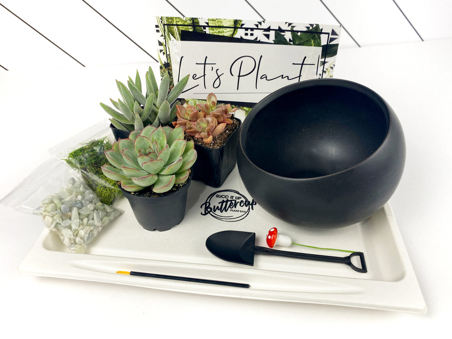 'I Like Plants More Than People' Gift Box- 3 succulents