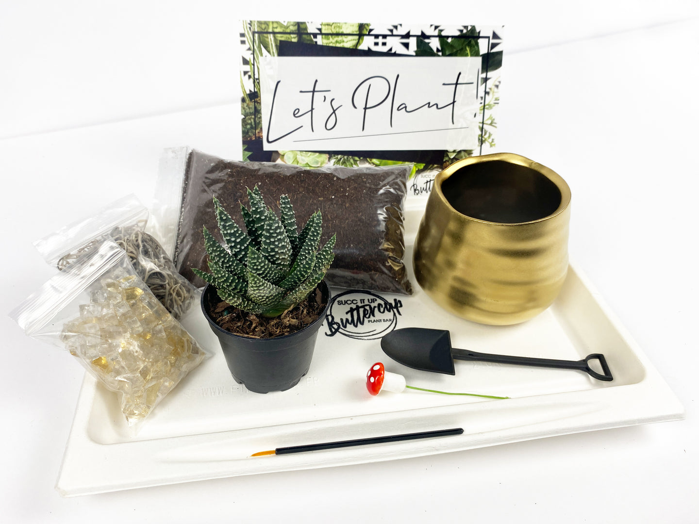 'I Plant Even' Gift Box- 1 succulent