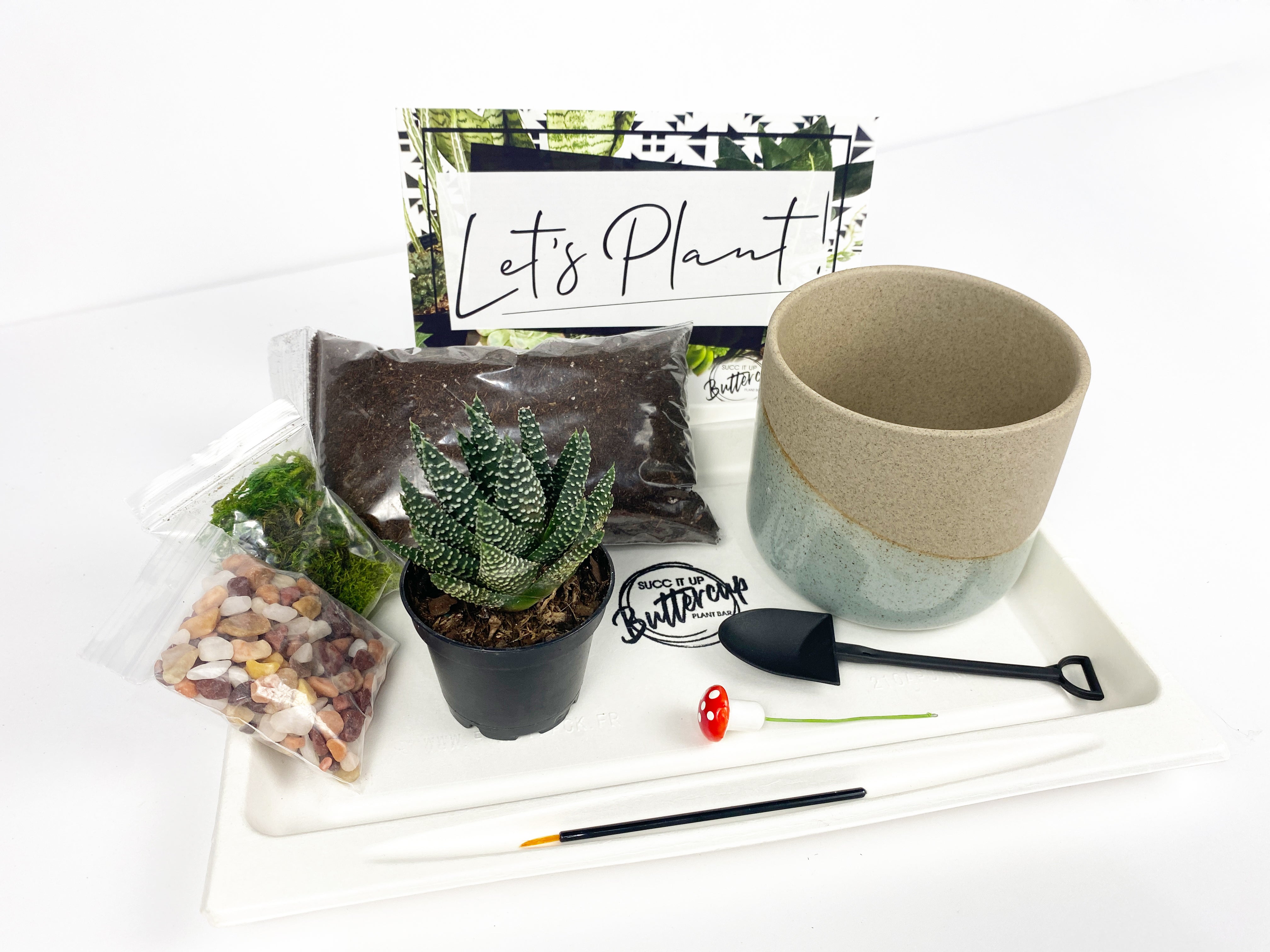 succulated 'Life Would Succ Without You' Gift Box- 1 succulent – Succ It Up Buttercup