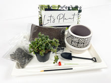 Load image into Gallery viewer, 'Rooting for you' Gift Box- 1 succulent