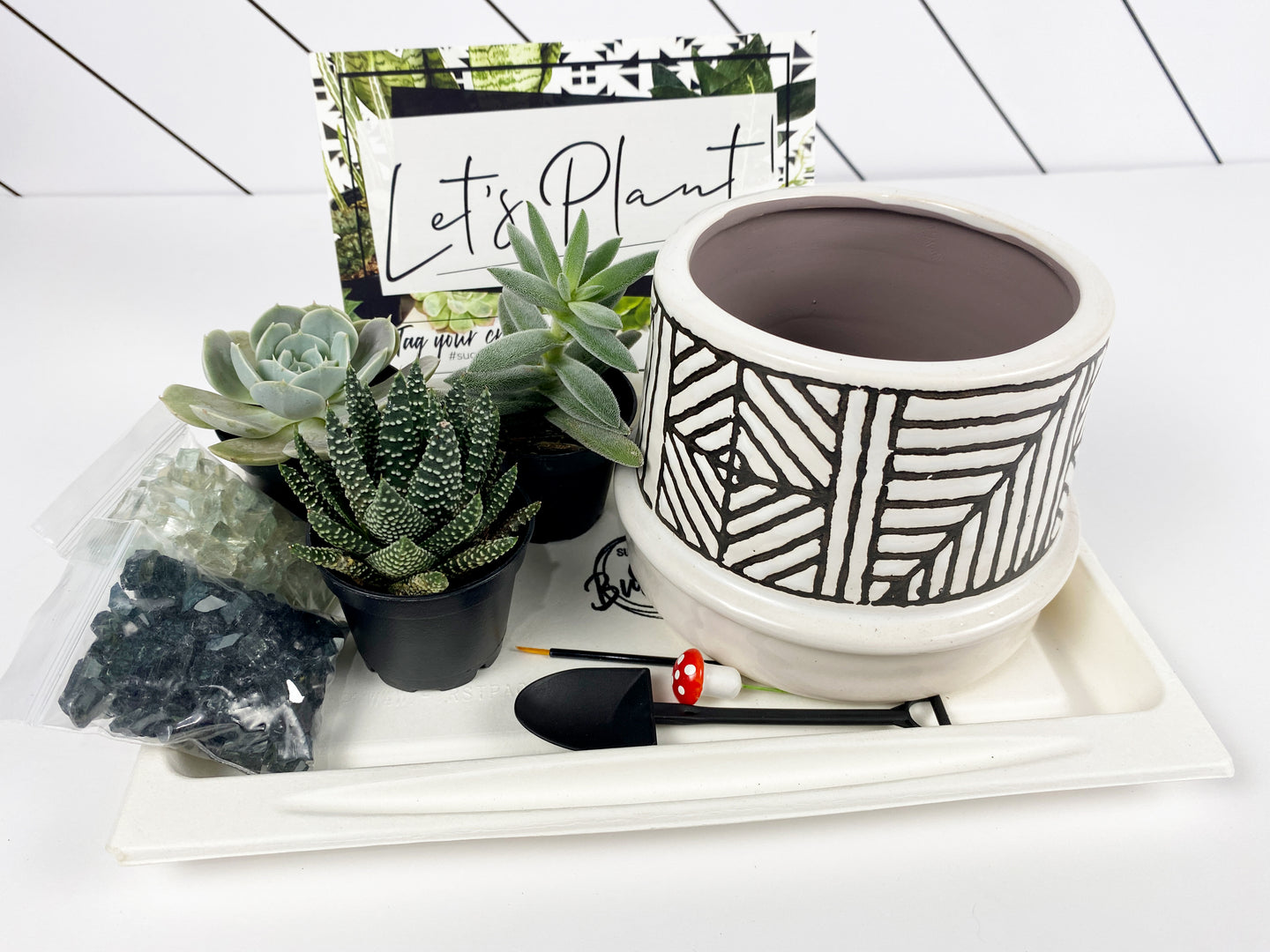 'Rooting For You' Gift Box- 3 succulents