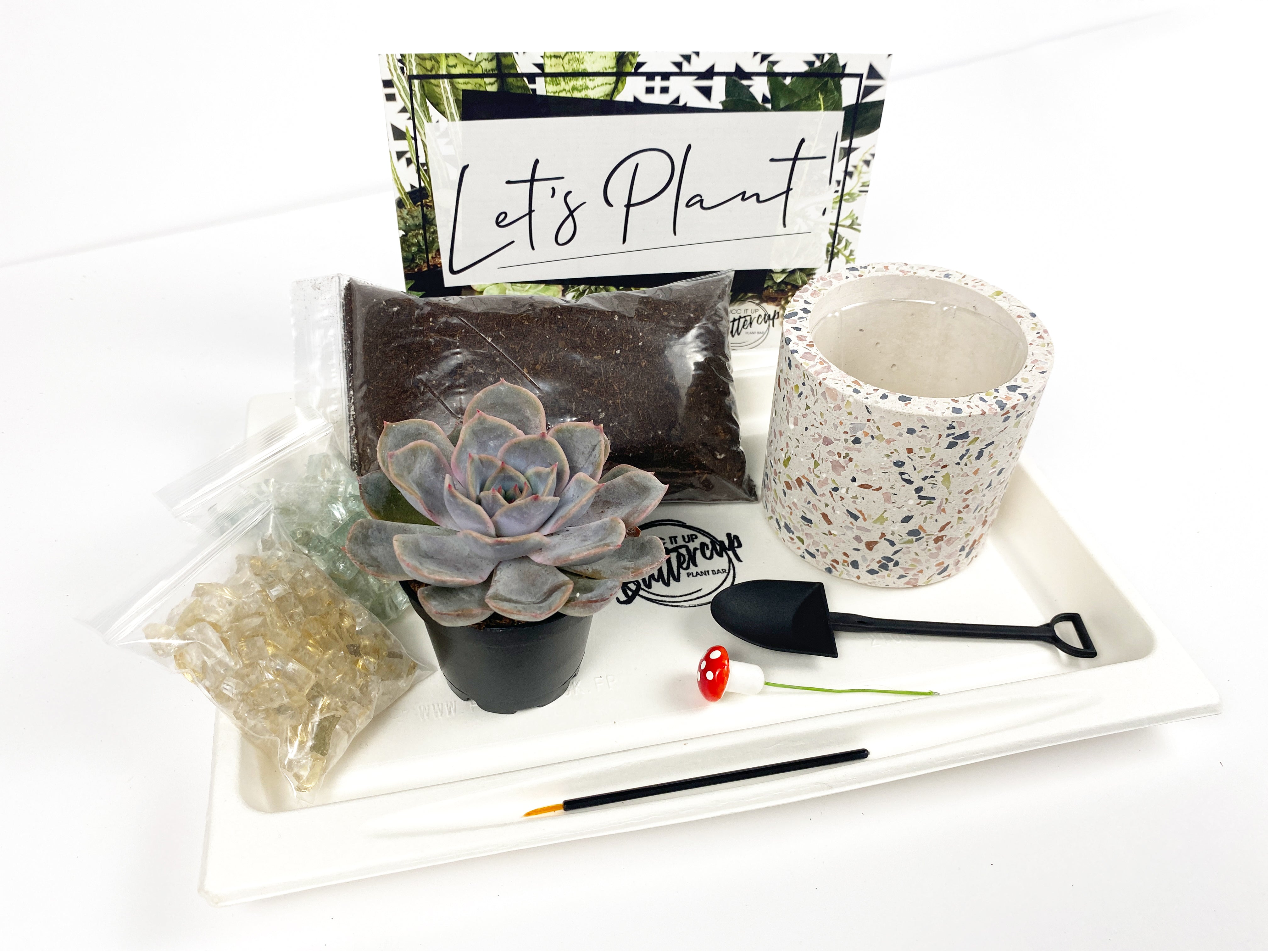 succulent box com Succ It Up' Gift Box-1 succulent – Succ It Up Buttercup
