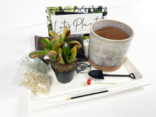 Load image into Gallery viewer, &#39;Suc CUTE lent&#39; Gift Box- 1 succulent
