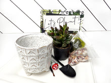 Load image into Gallery viewer, 'You Don't Succ' Gift Box- 1 succulent