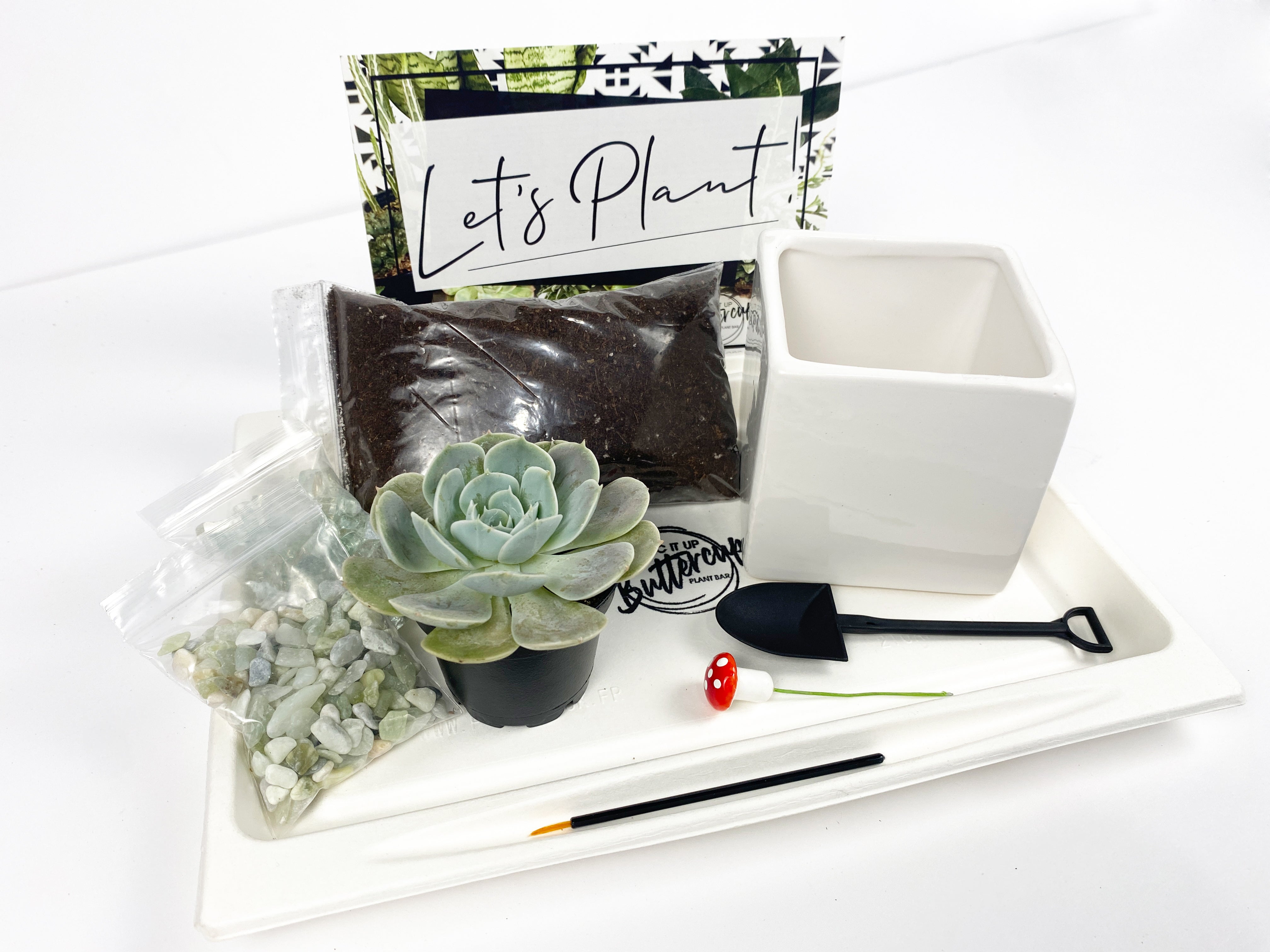 succulent plant birthday gift You Grow Girl' Gift Box- 1 succulent – Succ It Up Buttercup