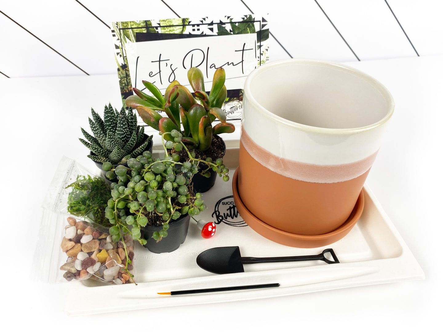 'Create Your Own Sunshine' Gift Box-3 succulents