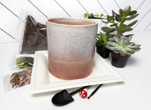 Load image into Gallery viewer, 'Suc CUTE lent' Gift Box- 3 succulents