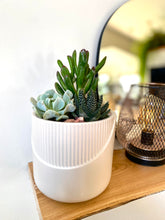 Load image into Gallery viewer, &#39;Grow Through What You Go Through&#39; Gift Box-3 succulents
