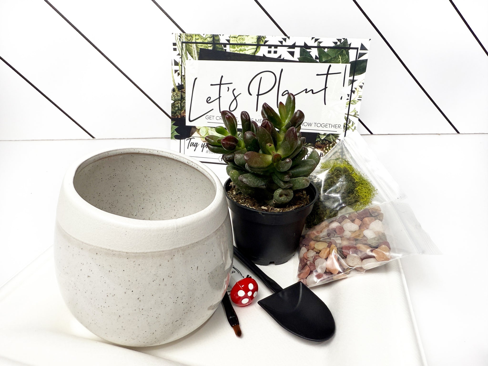 succulent gift pot Crazy Plant Lady' Gift Box- 1 succulent – Succ It Up Buttercup