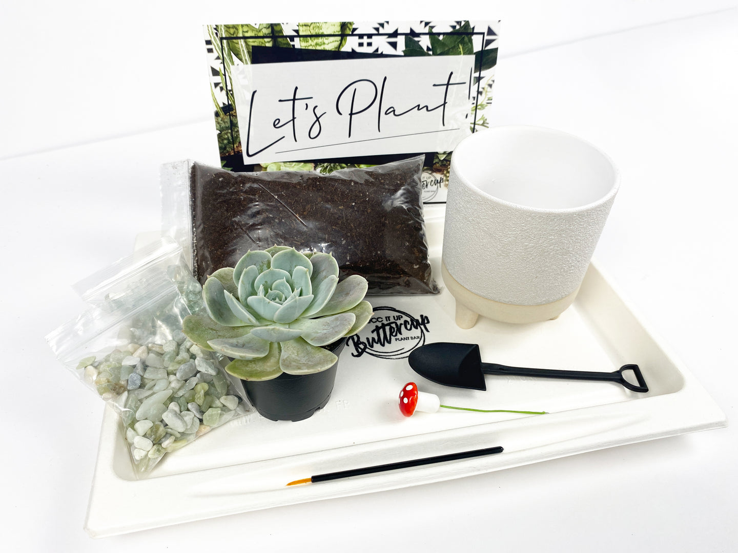 'Grow With The Flow' Gift Box- 1 succulent
