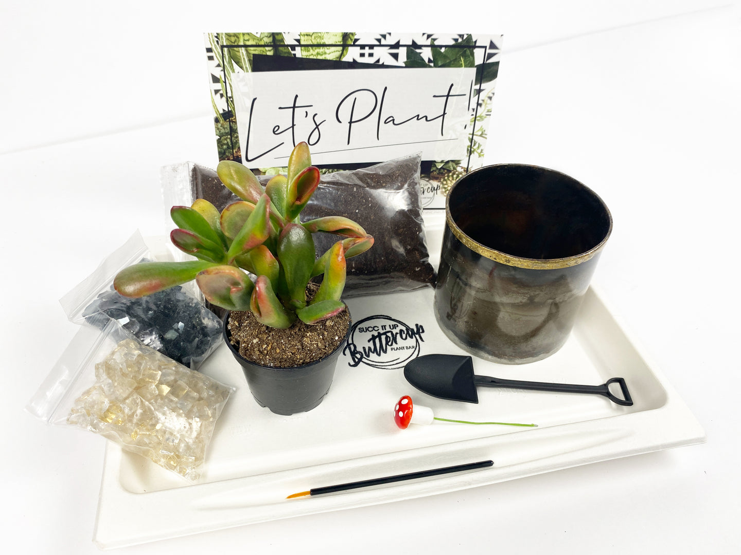 'Grow Your Own Way' Gift Box- 1 succulent