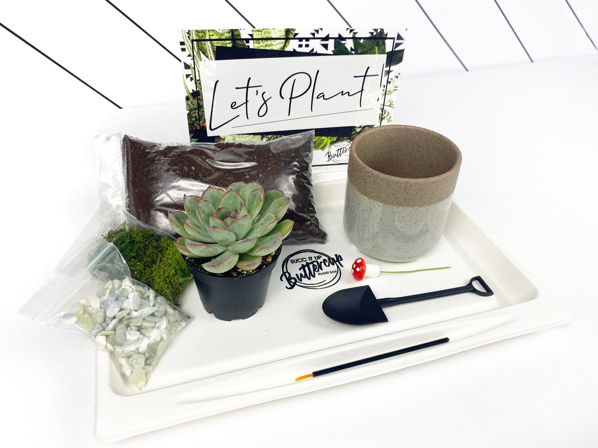 grow your own succulent kit 'Hey Bud, How's It Growing' Gift Box- 1 succulent