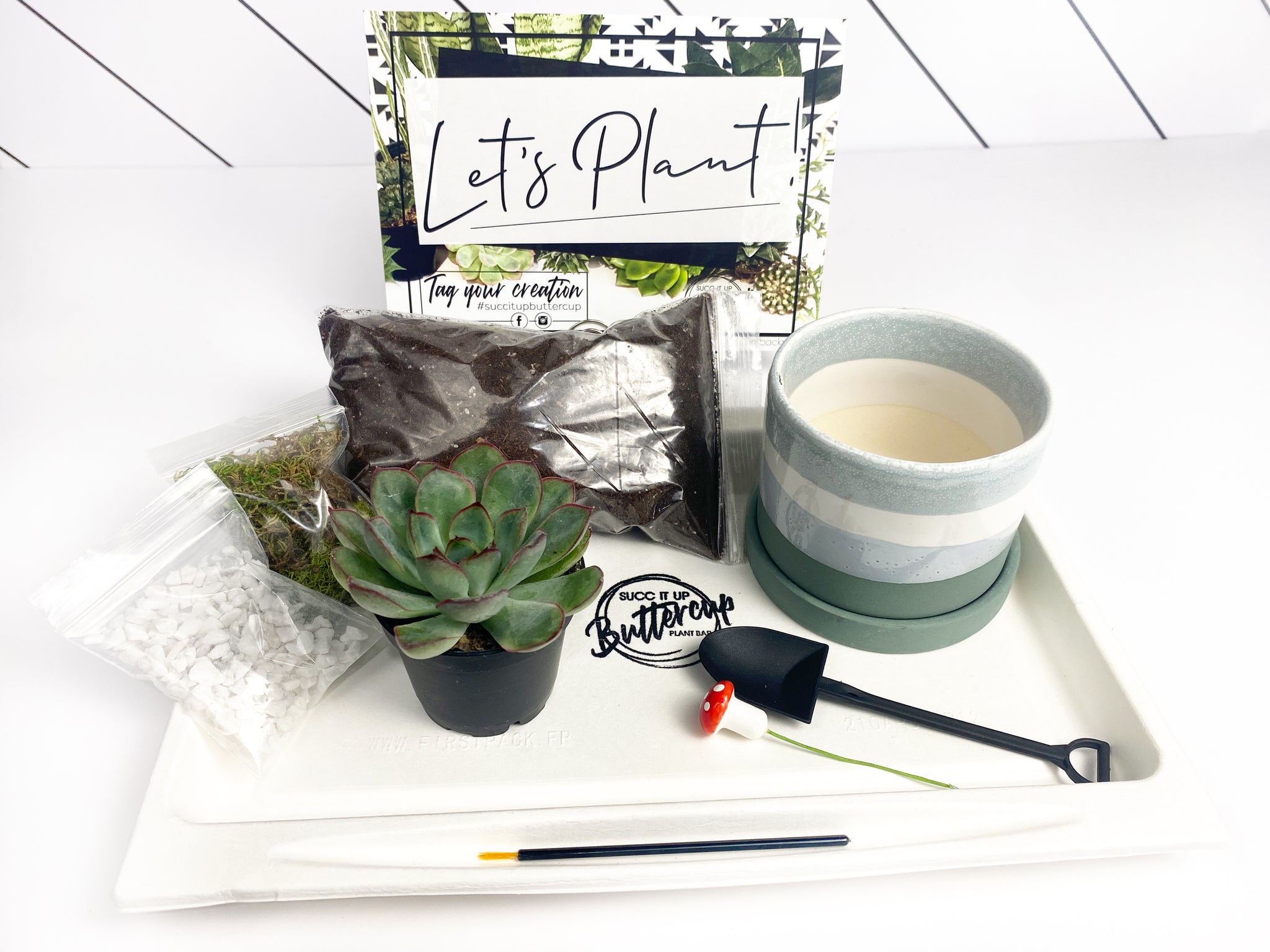 Let's Party Succers' Gift Box- 1 succulent – Succ It Up Buttercup