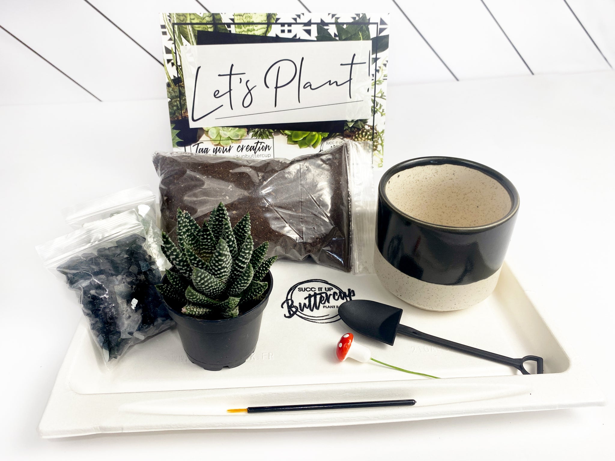 What the Succ' Gift Box- 1 succulent  Succ It Up Buttercup