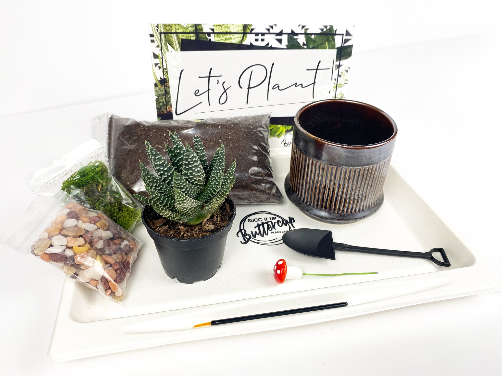 succulent plant subscription box I Will Survive' Gift Box- 1 succulent – Succ It Up Buttercup