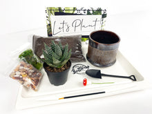 Load image into Gallery viewer, &#39;I Will Survive&#39; Gift Box- 1 succulent
