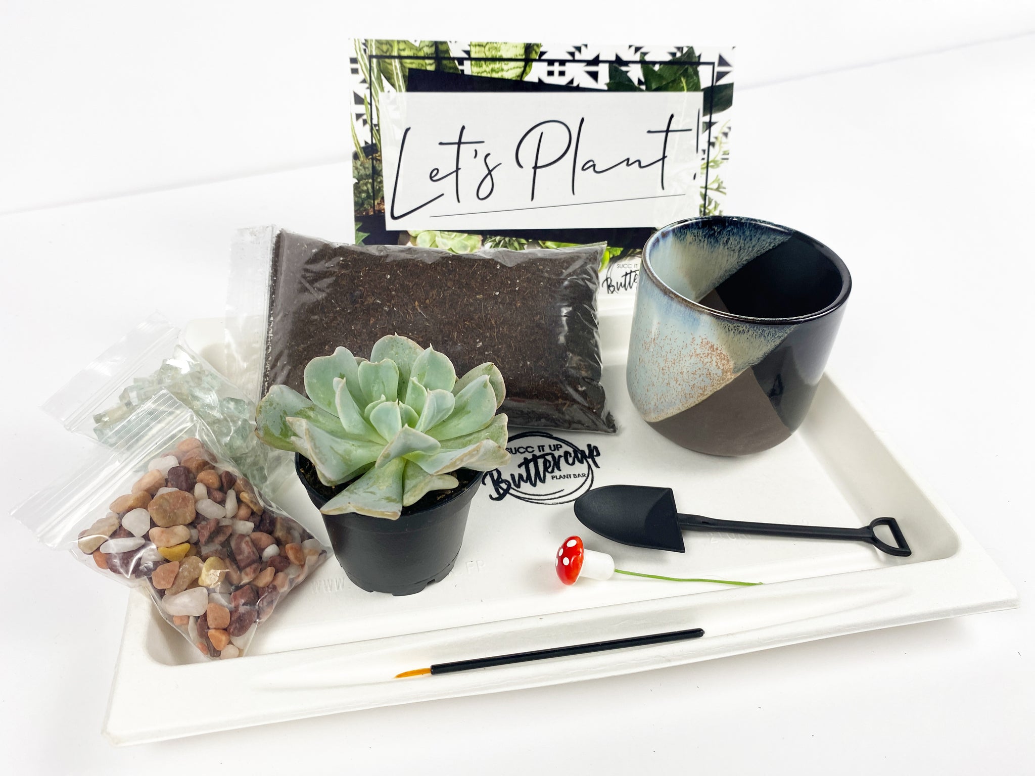 succulent kit gift 'Let Love Grow' Gift Box- 1 succulent