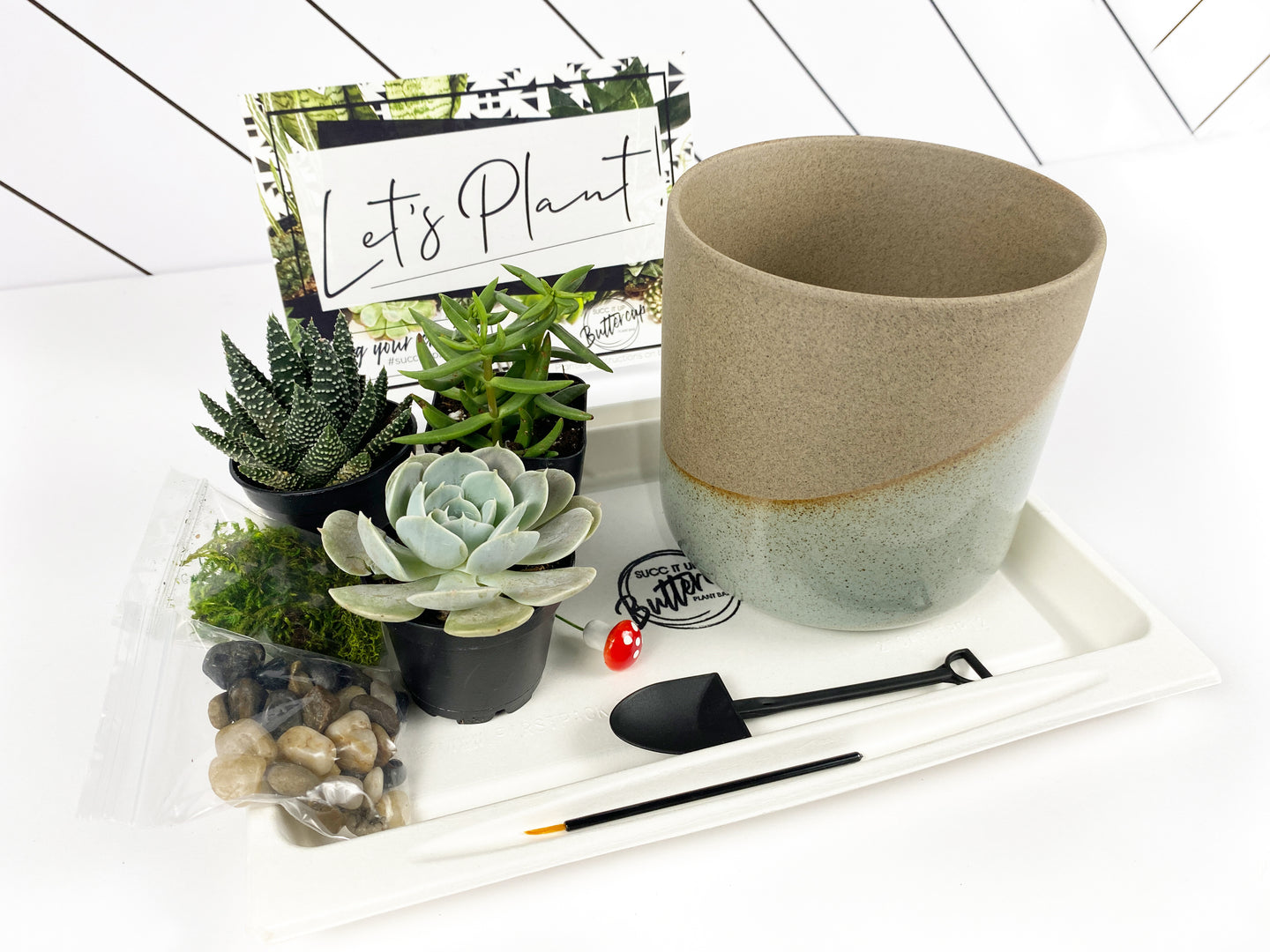'Life Would Succ Without You' Gift Box- 3 succulents