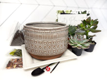 Load image into Gallery viewer, &#39;My Plants Beleaf In Me&#39; Gift Box- 3 succulents
