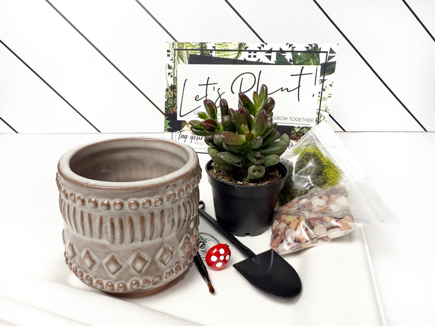 'My Plants Beleaf In Me' Gift Box- 1 succulent