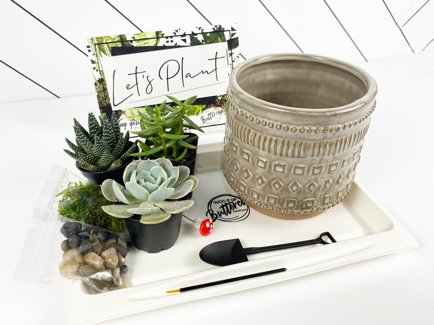 'My Plants Beleaf In Me' Gift Box- 3 succulents