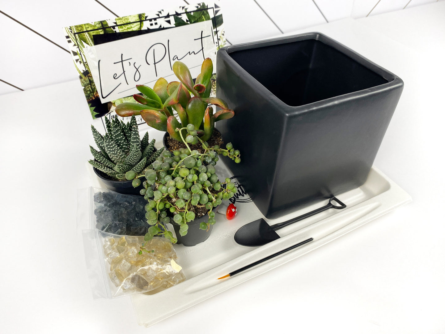 'Oh For Succs Sake' Gift Box- 3 succulents