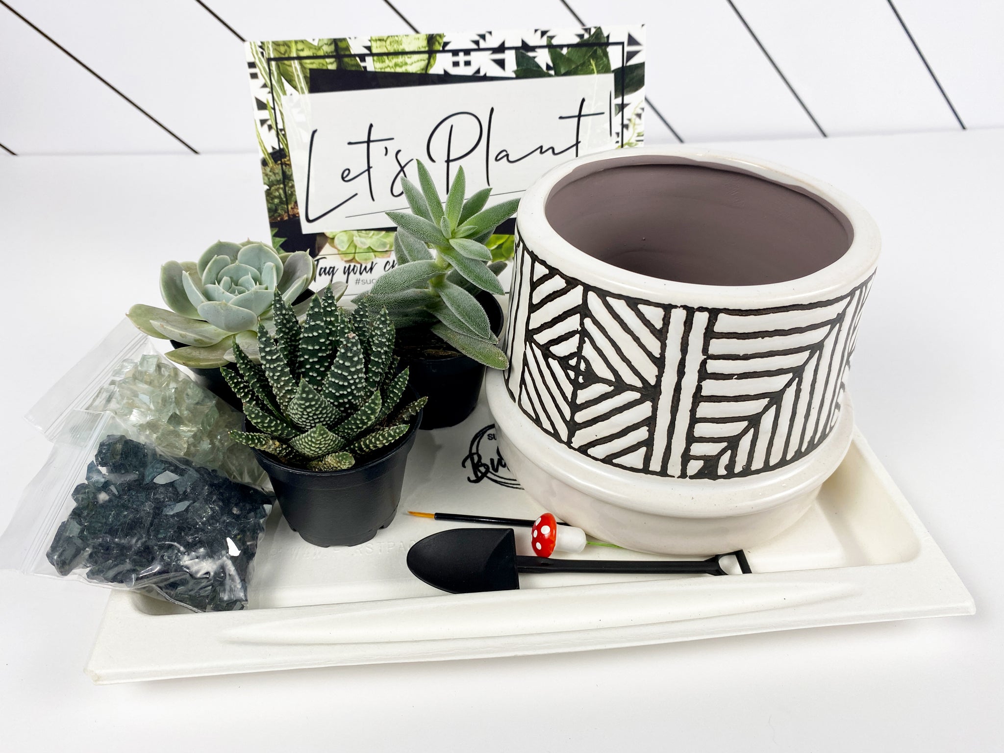 rooting for you plant pot 'Rooting For You' Gift Box- 3 succulents