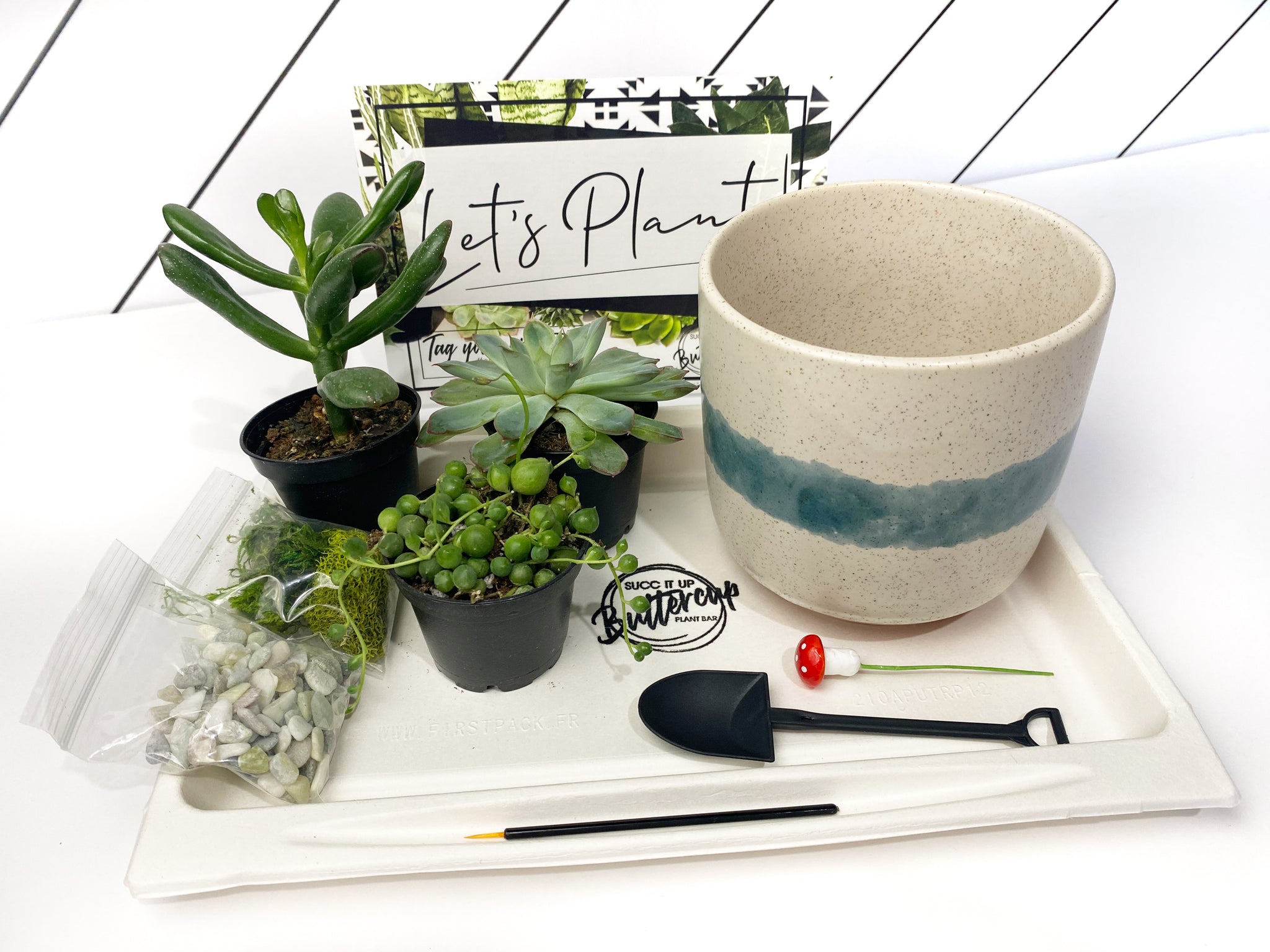 3 inch succulents So Fresh and So Green' Gift Box- 3 succulents – Succ It Up Buttercup