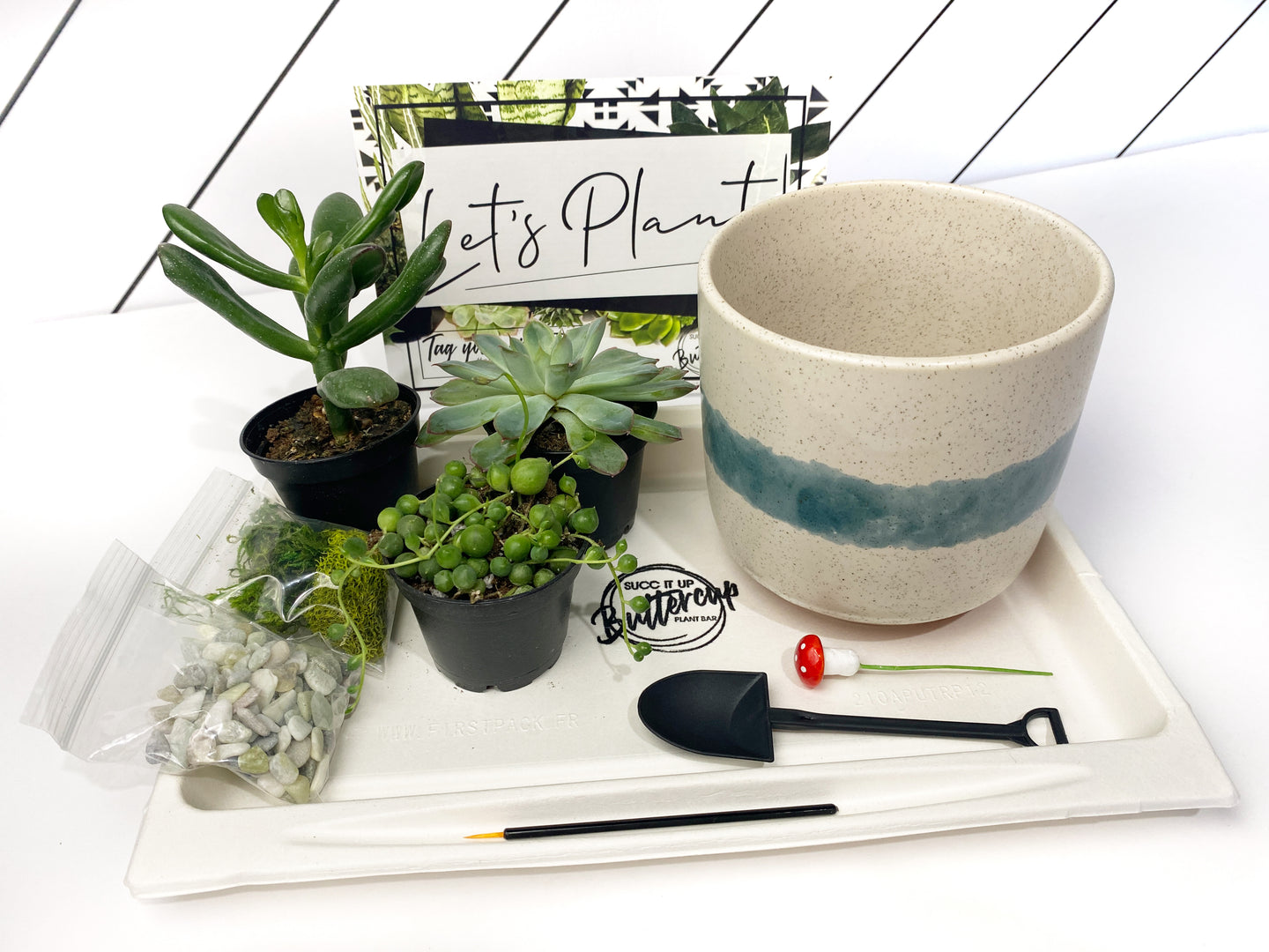 'So Fresh and So Green' Gift Box- 3 succulents