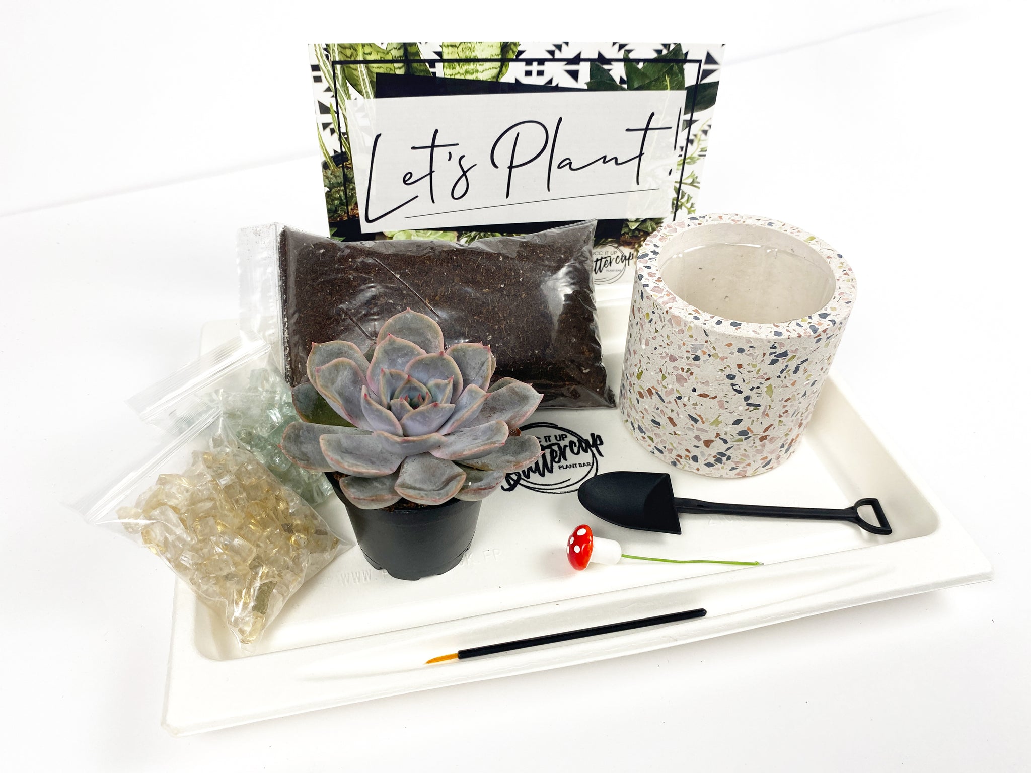 diy succulent gift box 'Succ It Up' Gift Box-1 succulent