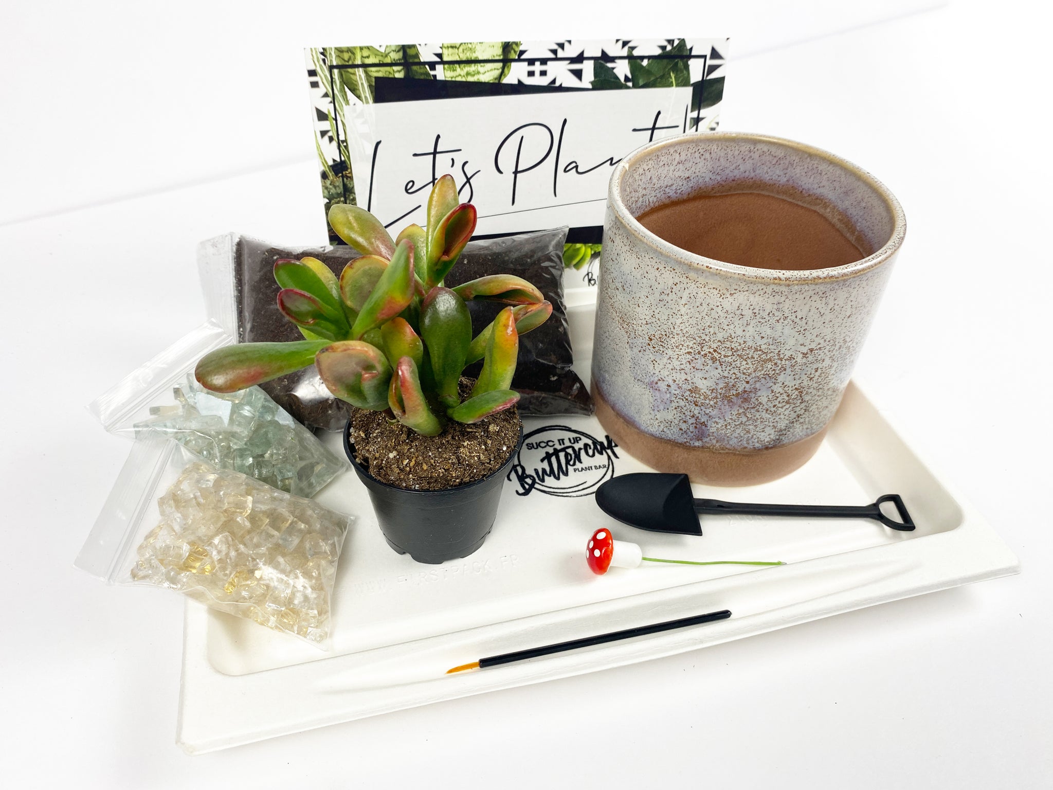 Suc CUTE lent' Gift Box- 1 succulent – Succ It Up Buttercup