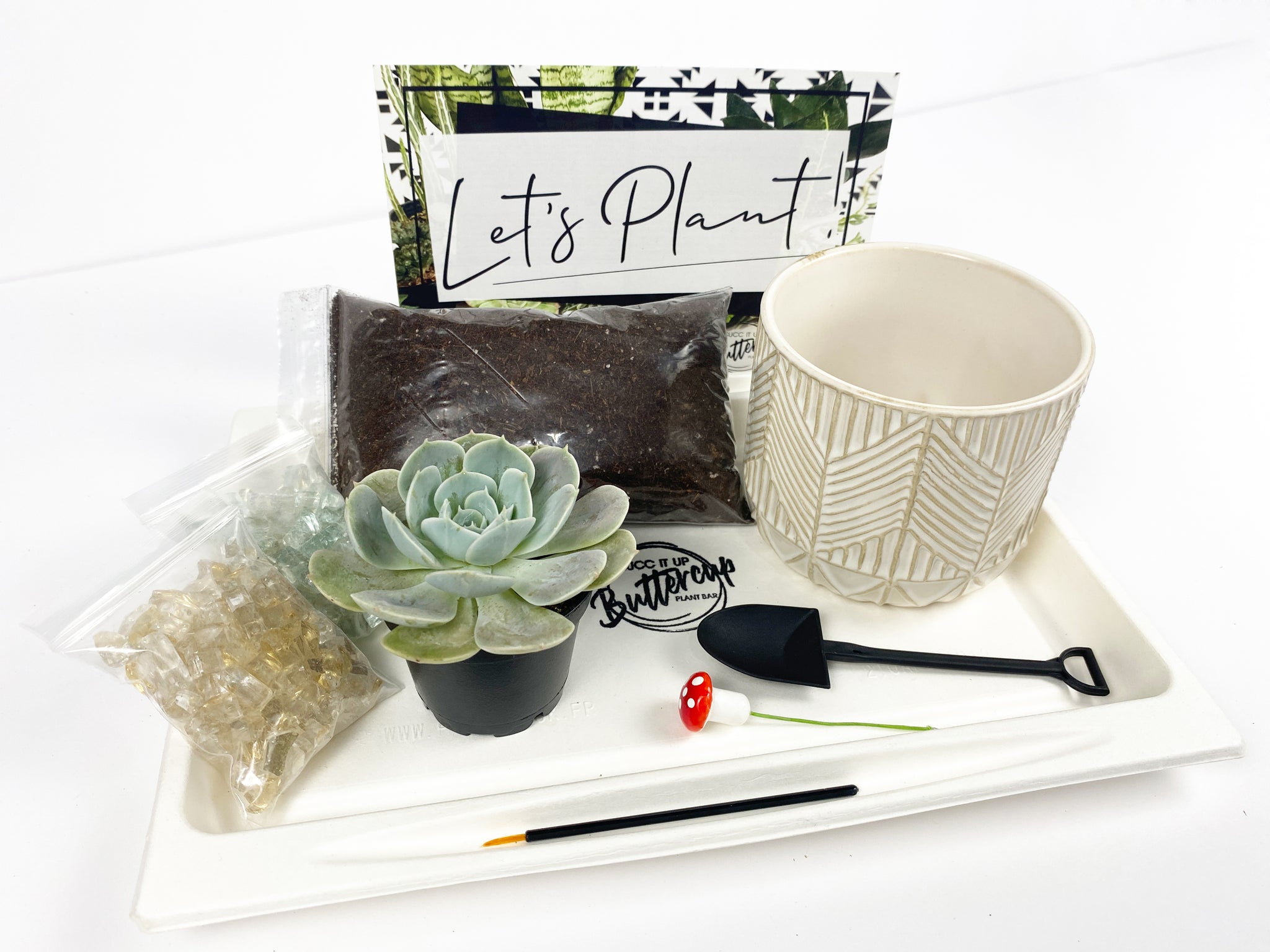 boxy succulent 'Succ Yeah' Gift Box- 1 succulent