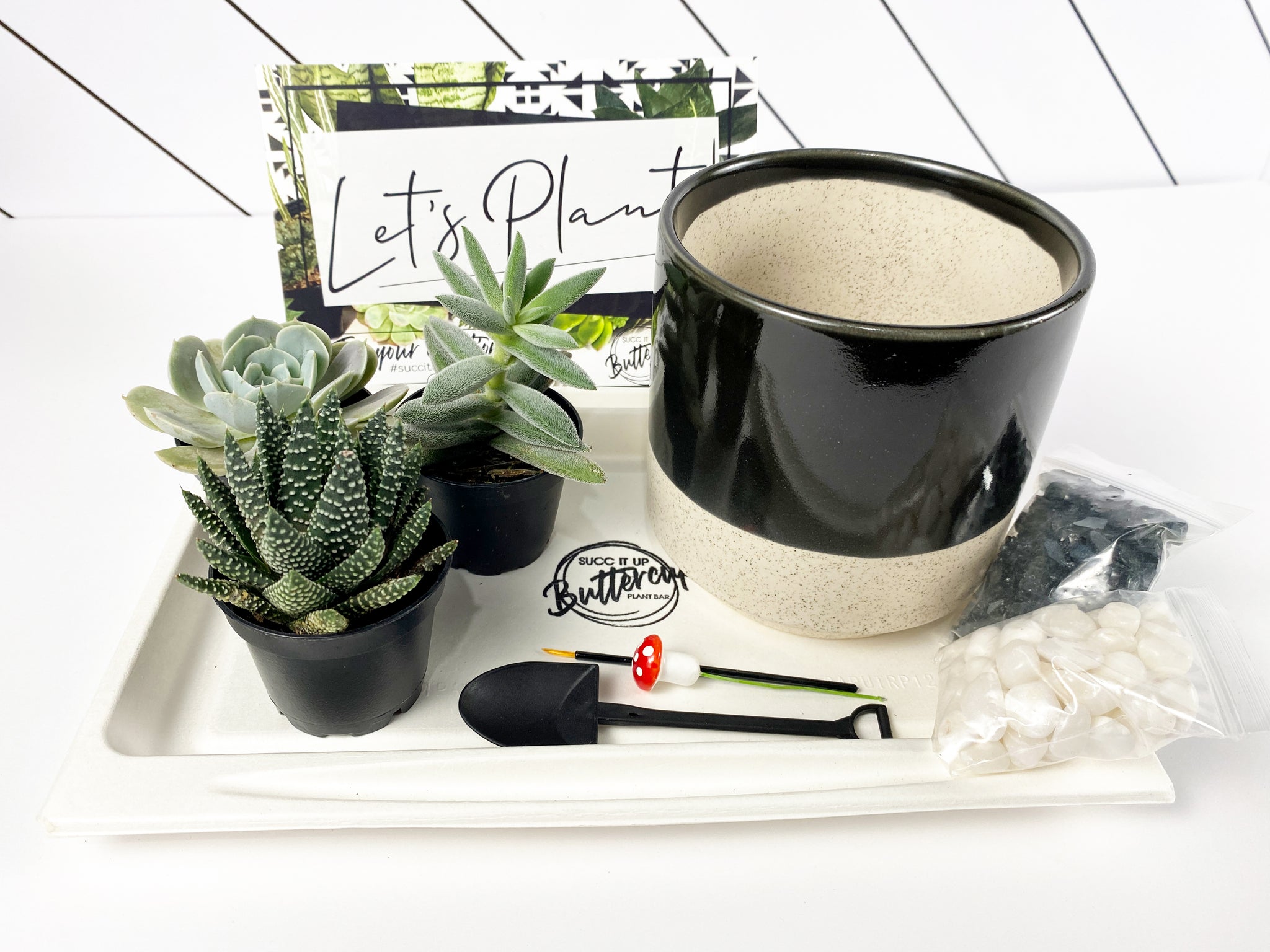 three succulents What the Succ' Gift Box- 3 succulents – Succ It Up Buttercup