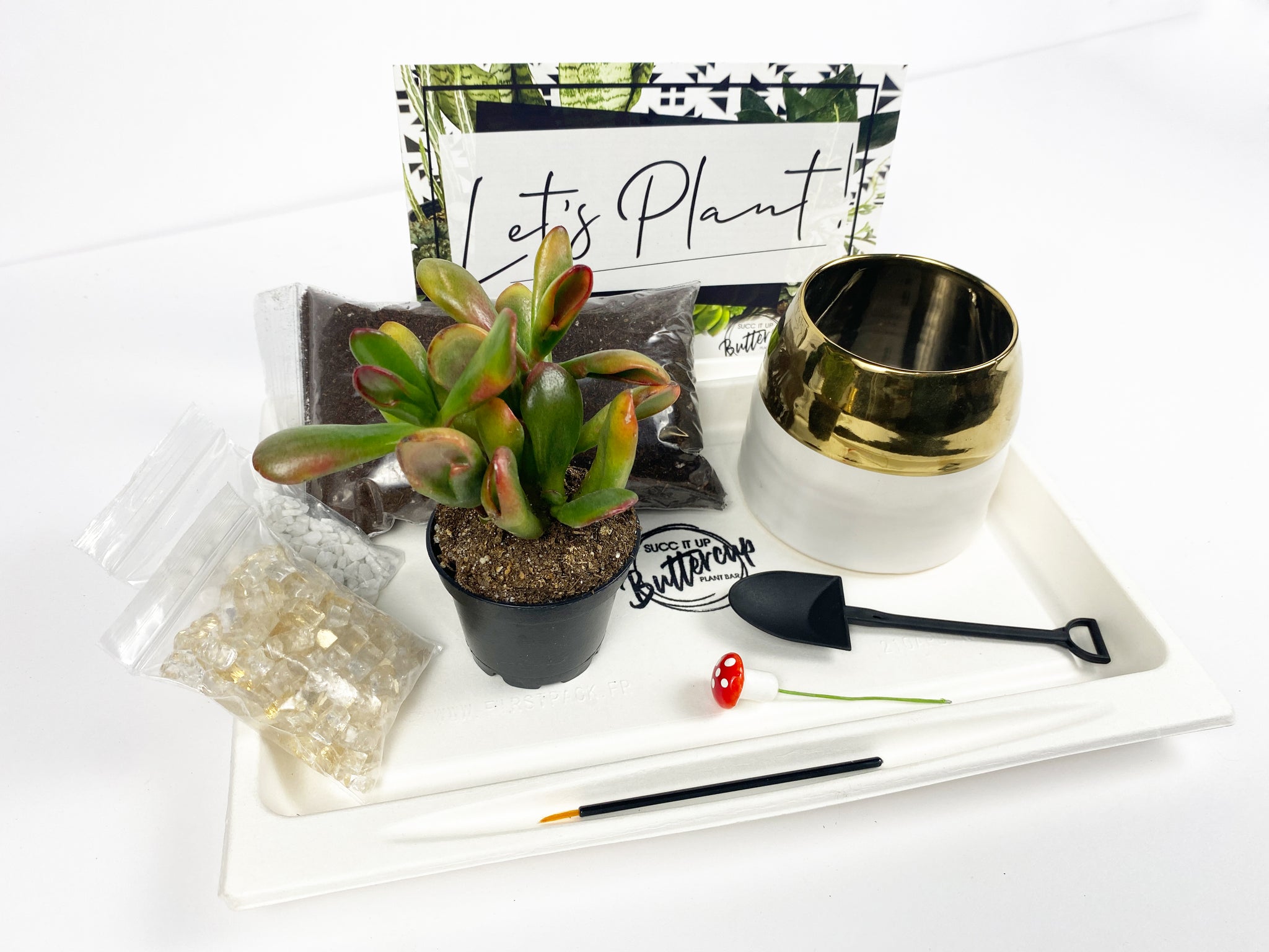 buttercup succulent 'What Up Succa' Gift Box- 1 succulent
