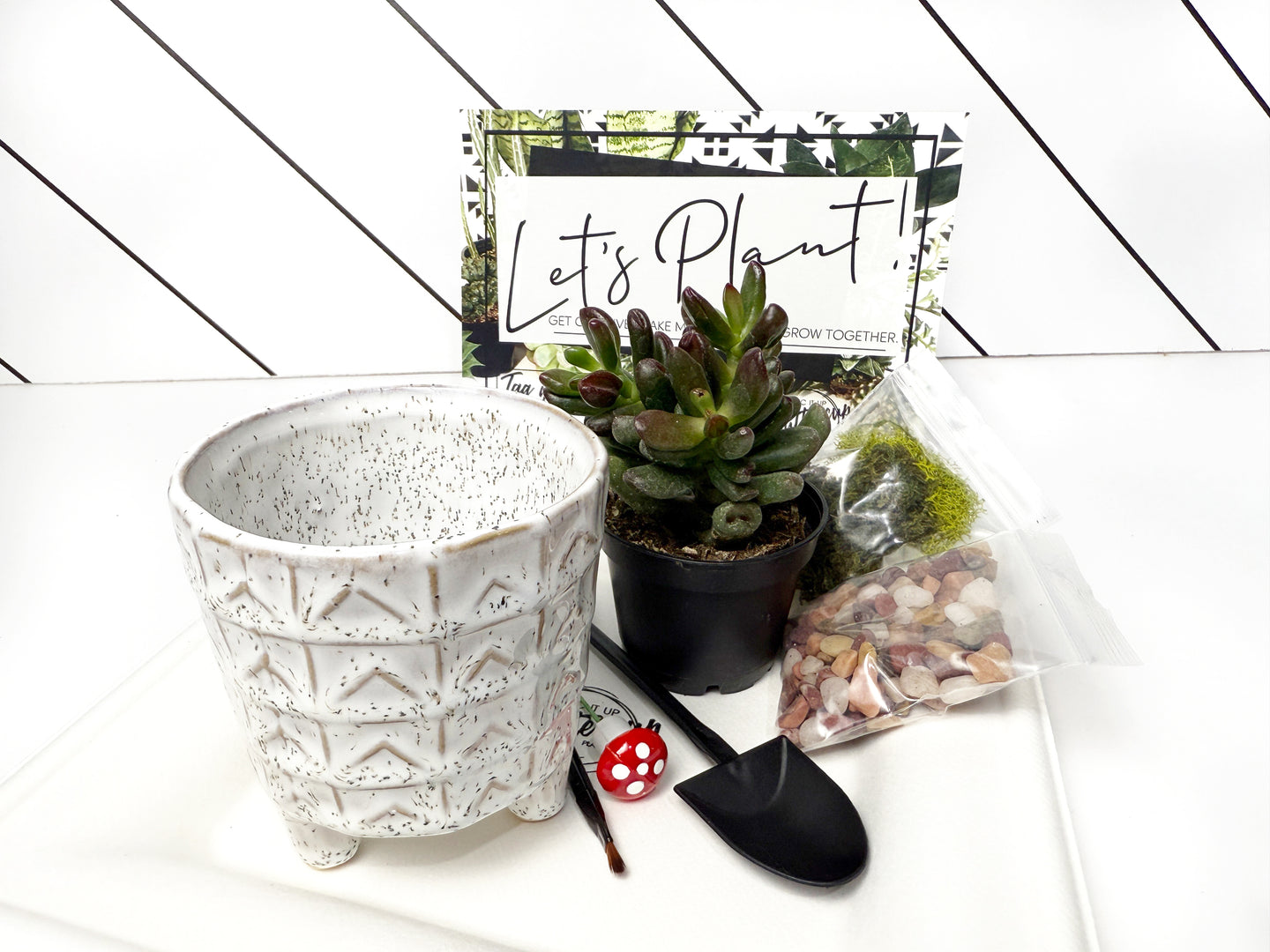 'You Don't Succ' Gift Box- 1 succulent