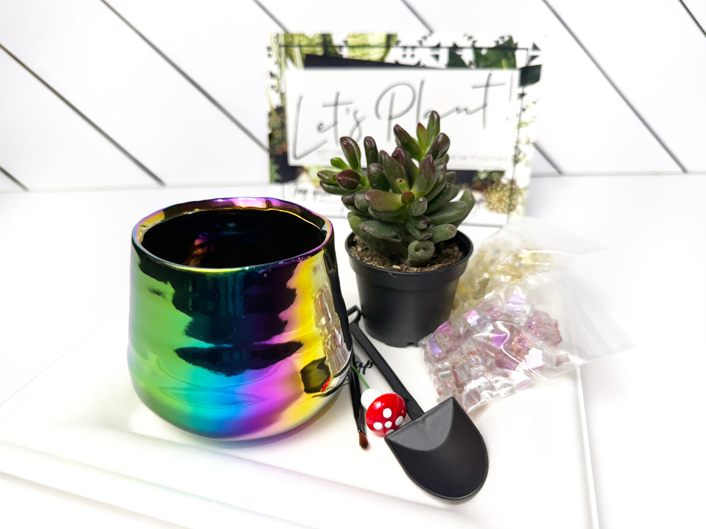 'I'm a Succa for Plants' Gift Box- 1 succulent