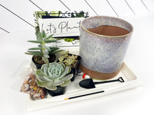 Load image into Gallery viewer, &#39;Suc CUTE lent&#39; Gift Box- 3 succulents
