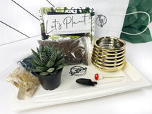 Load image into Gallery viewer, Succulent Party Package-Gold Containers (starts at 5 guests)

